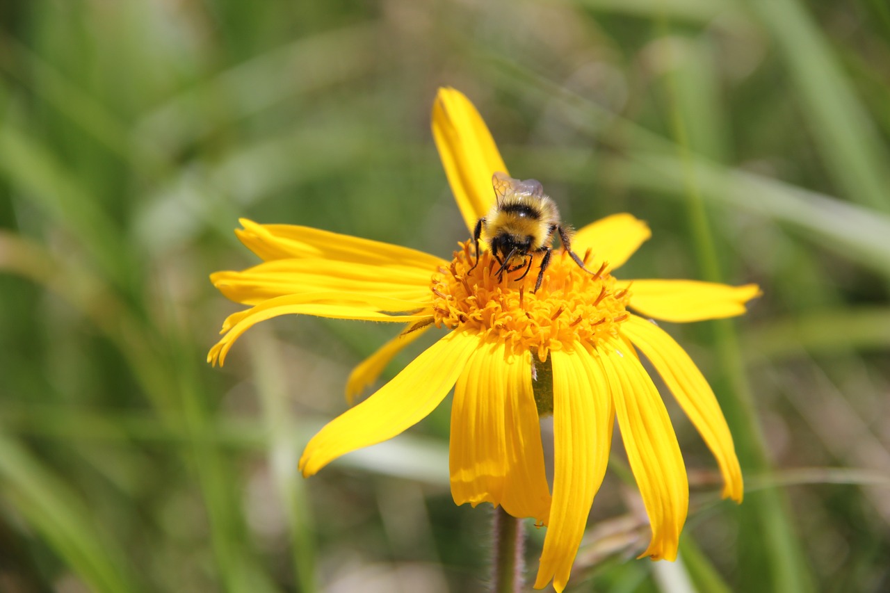 bee flower blossom free photo