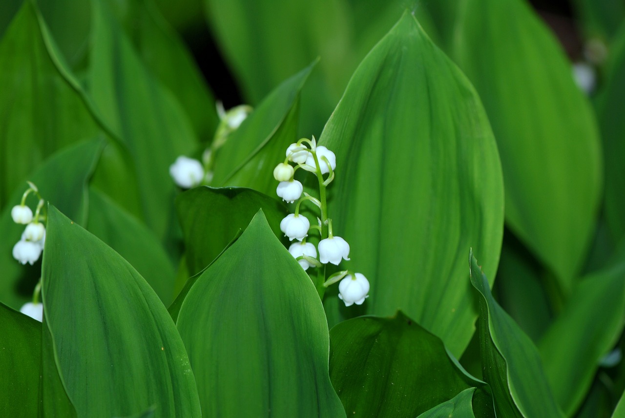 flower lily of the valley spring free photo
