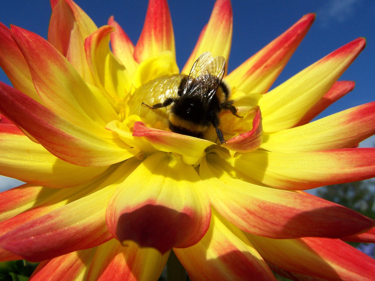 flower bee red and yellow flower free photo