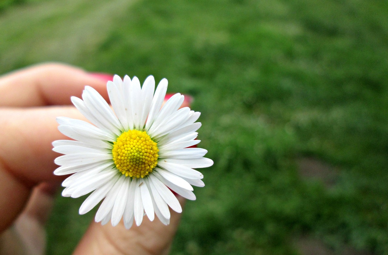 flower daisy nature free photo