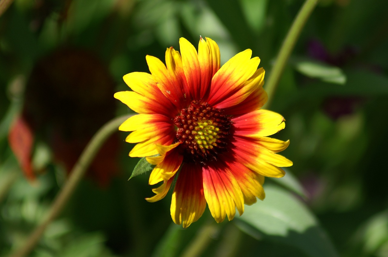 flowers marguerite summer flowers free photo