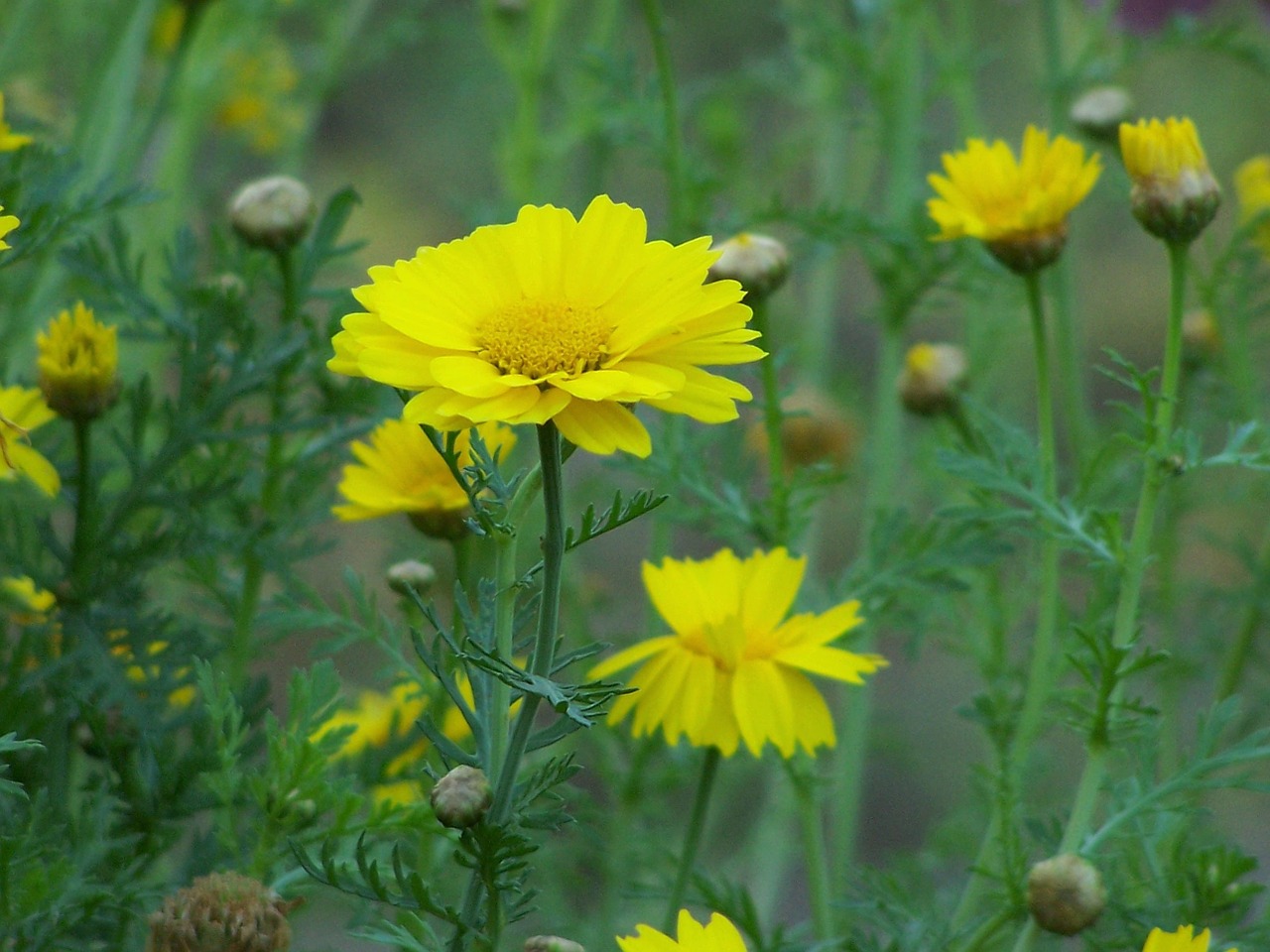 flowers marguerite summer flowers free photo