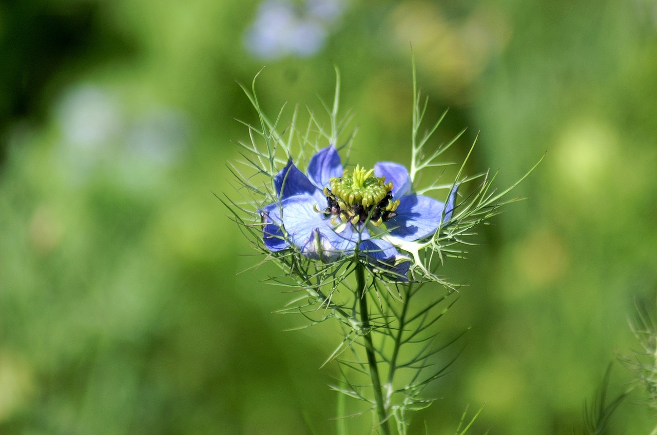 flowers summer flowers nature free photo