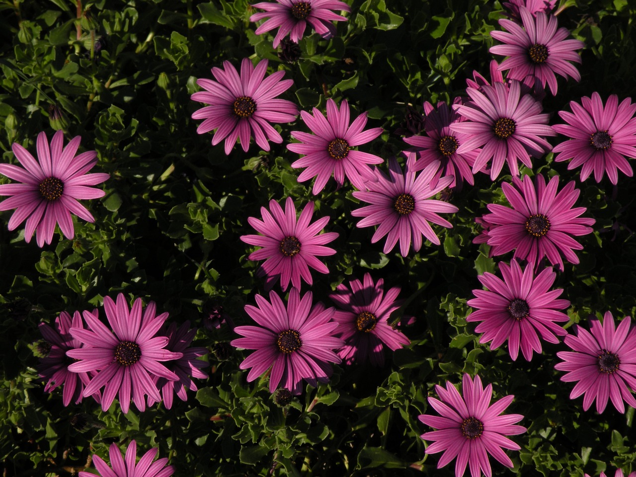 flower flower picture pink flower free photo