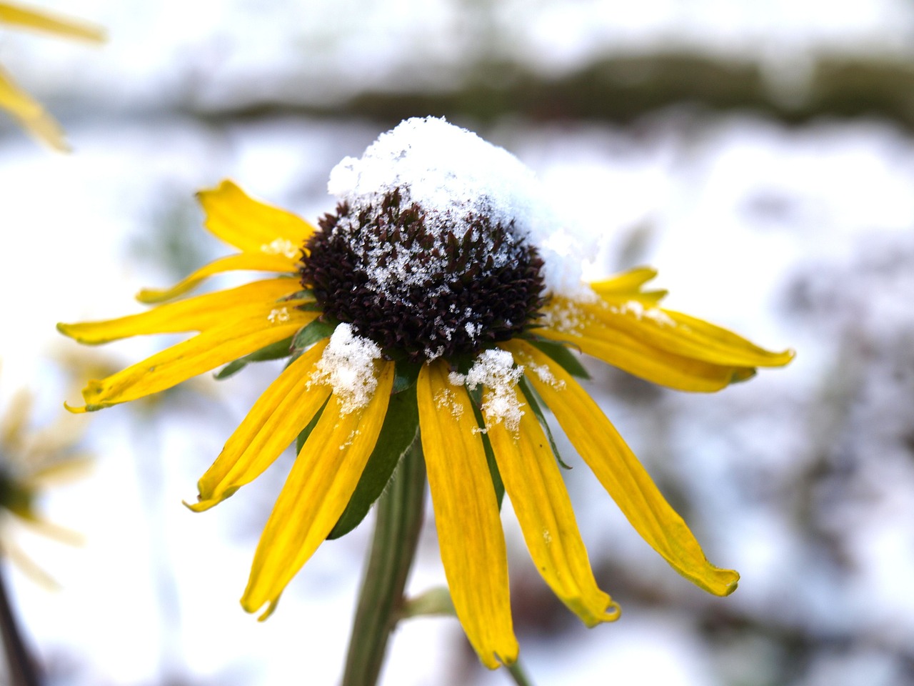 sun hat echinacea flower free photo