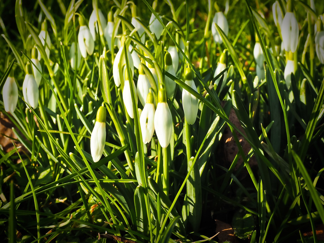 flower snowdrop spring free photo