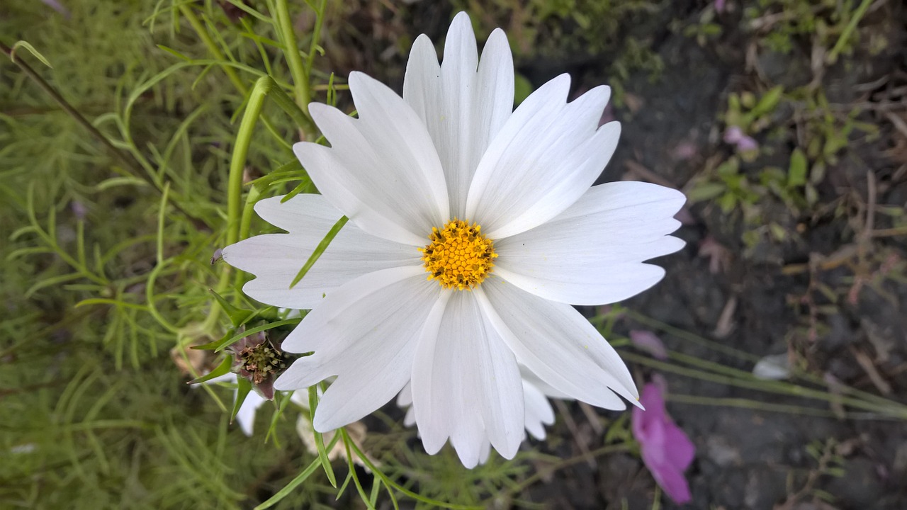 cosmos plant flower nuture free photo