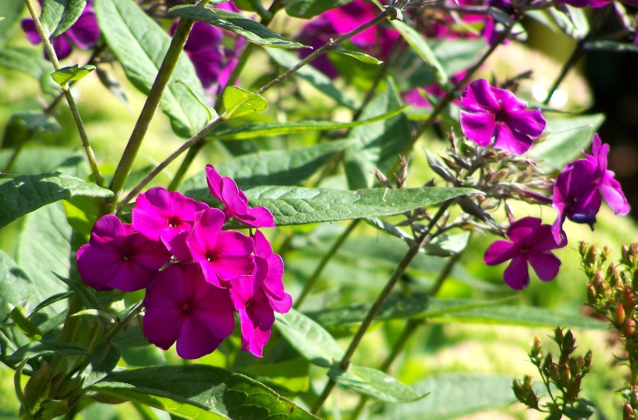 oleander flower purple flower free photo