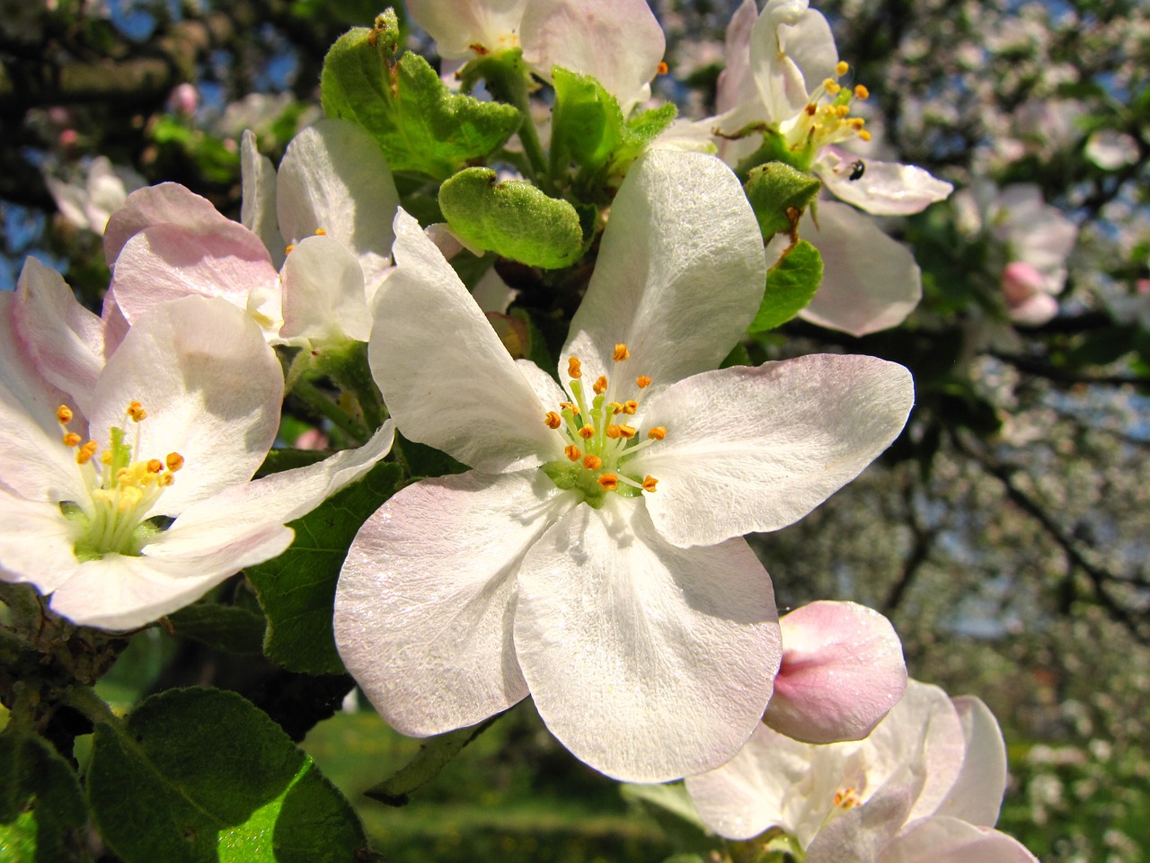 flower apple spring free photo