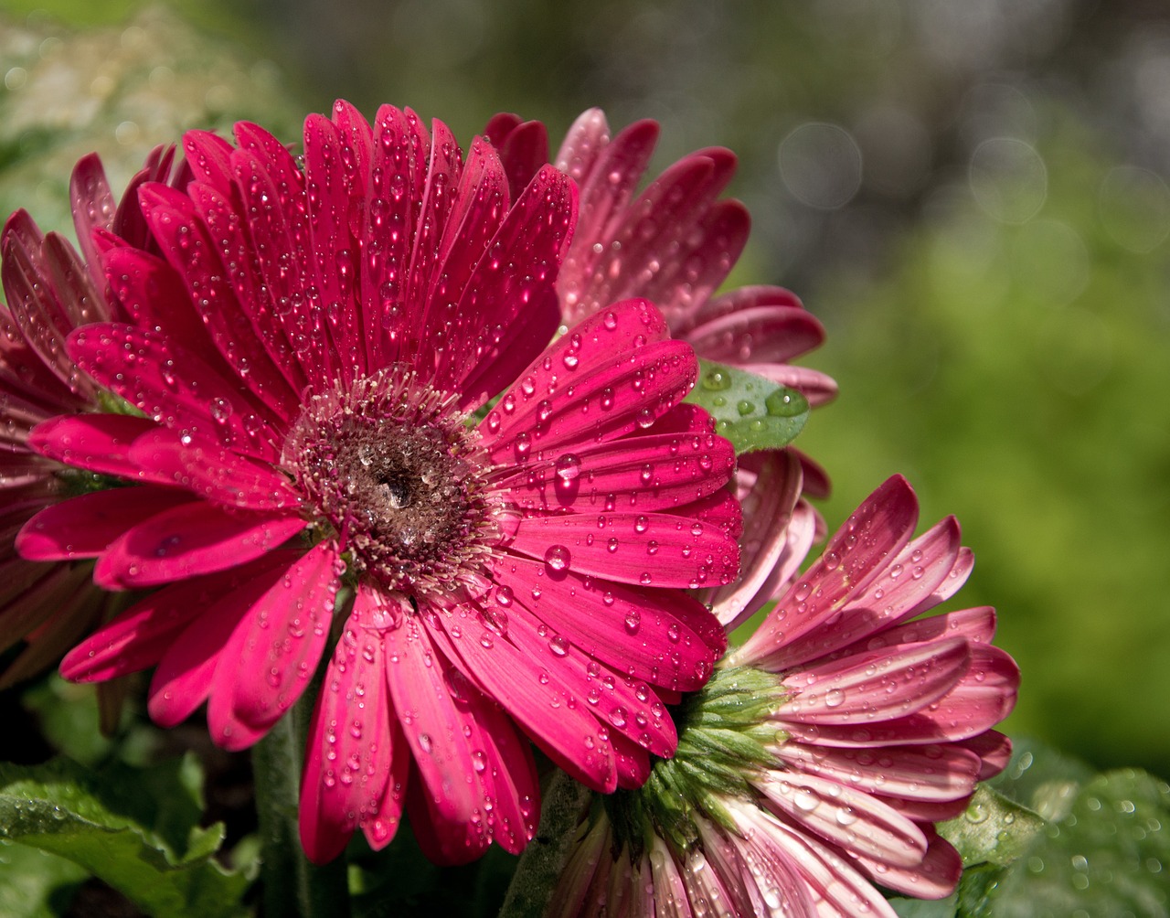transvaal daisy gerbera pink free photo