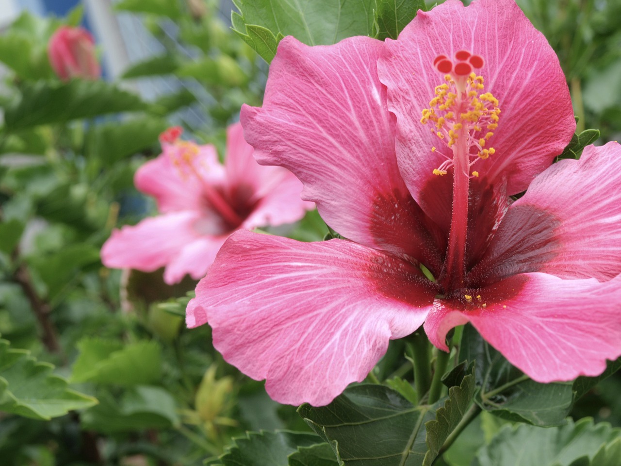 hibiscus flower flowers free photo