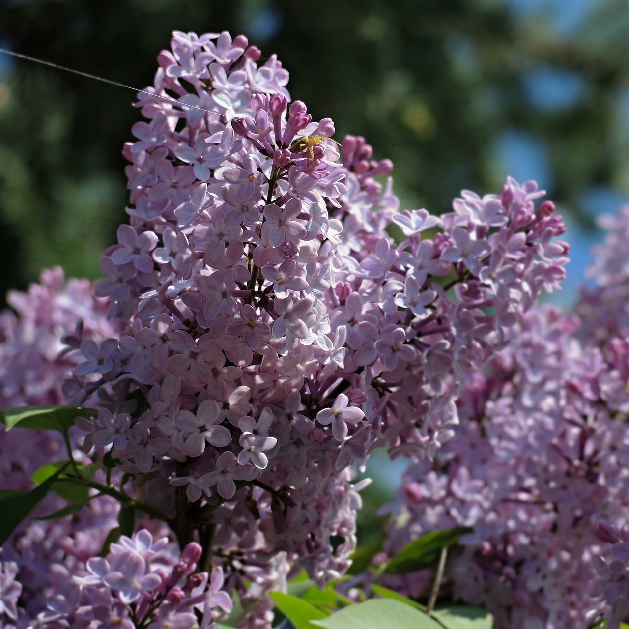 flower lilac garden free photo