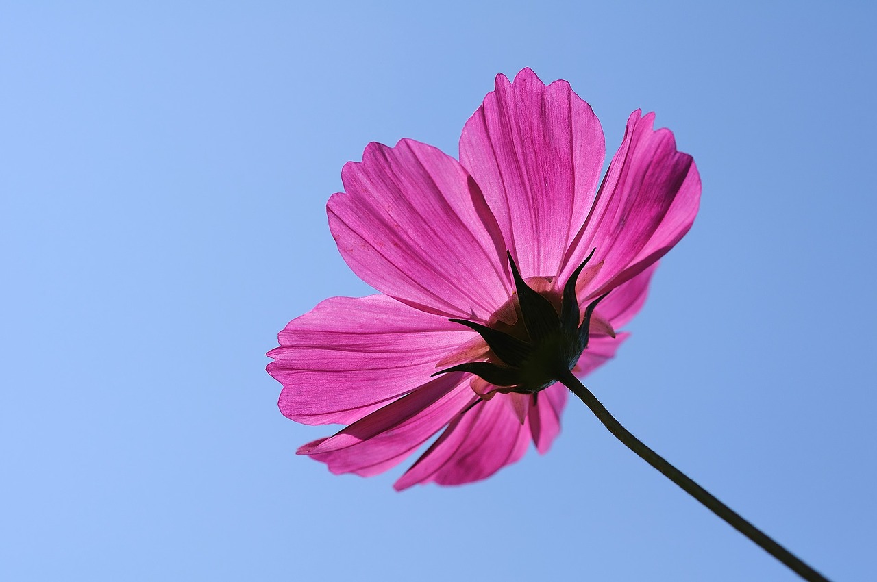 flower universe plant cosmos free photo