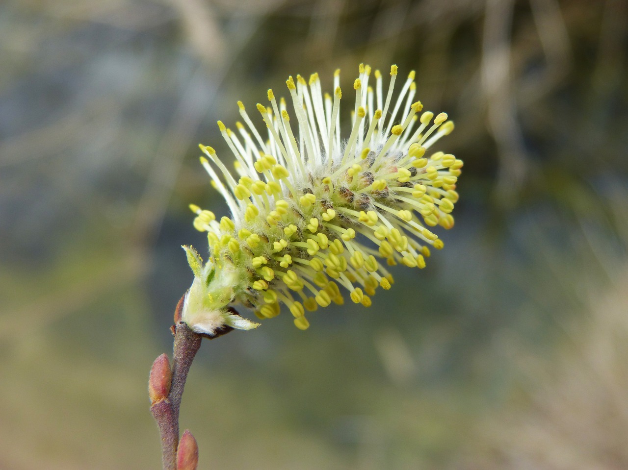 flower tree seeds free photo