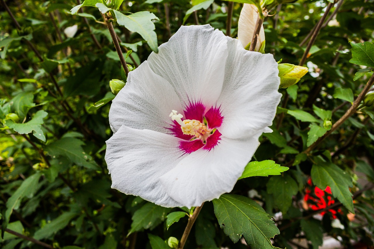 white hibiscus flower white free photo