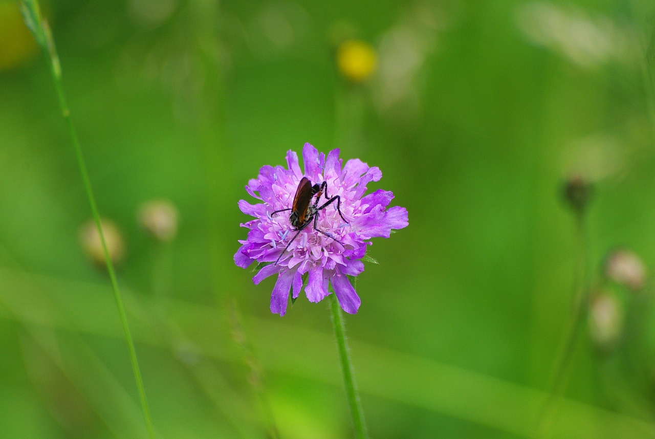 flower clover insect free photo