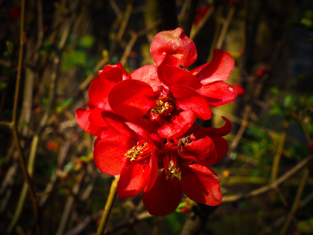 flower bloom nature free photo