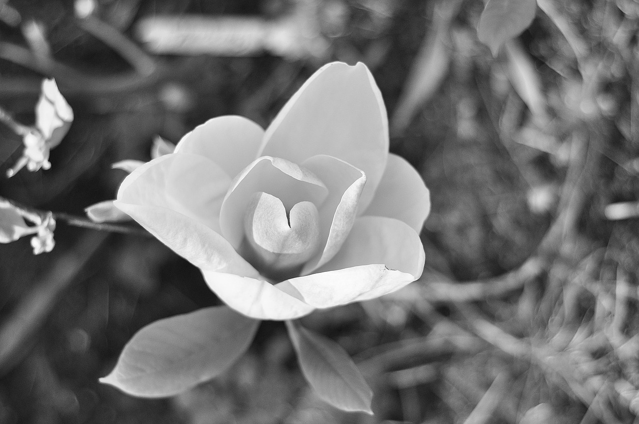 flower white plant free photo