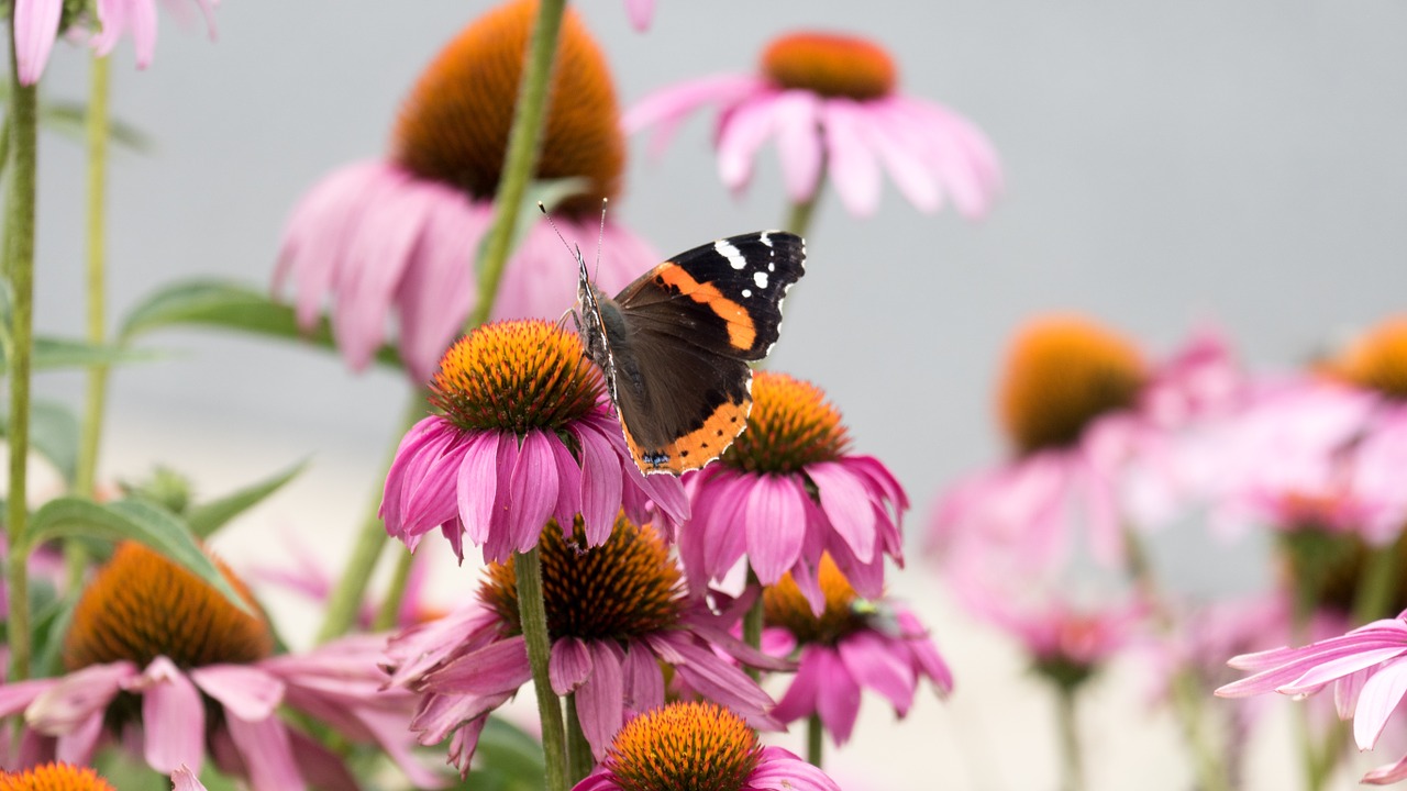 flower plant butterfly free photo