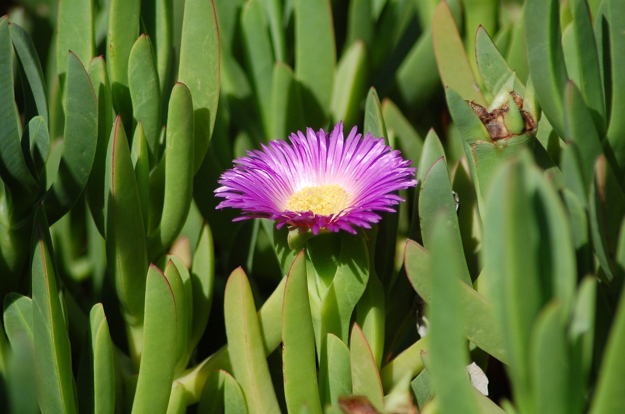 flower purple green free photo