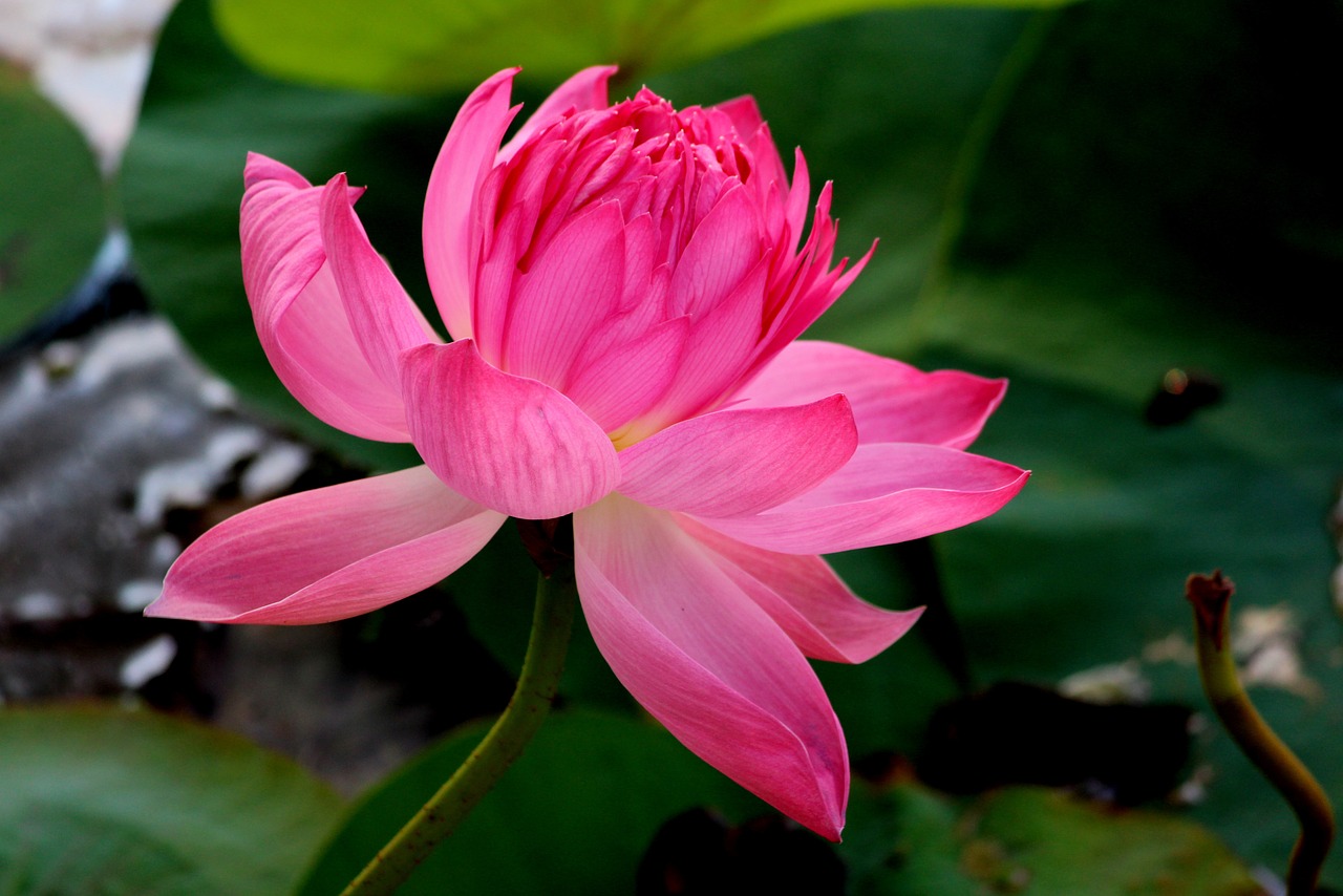 flower lotus india free photo