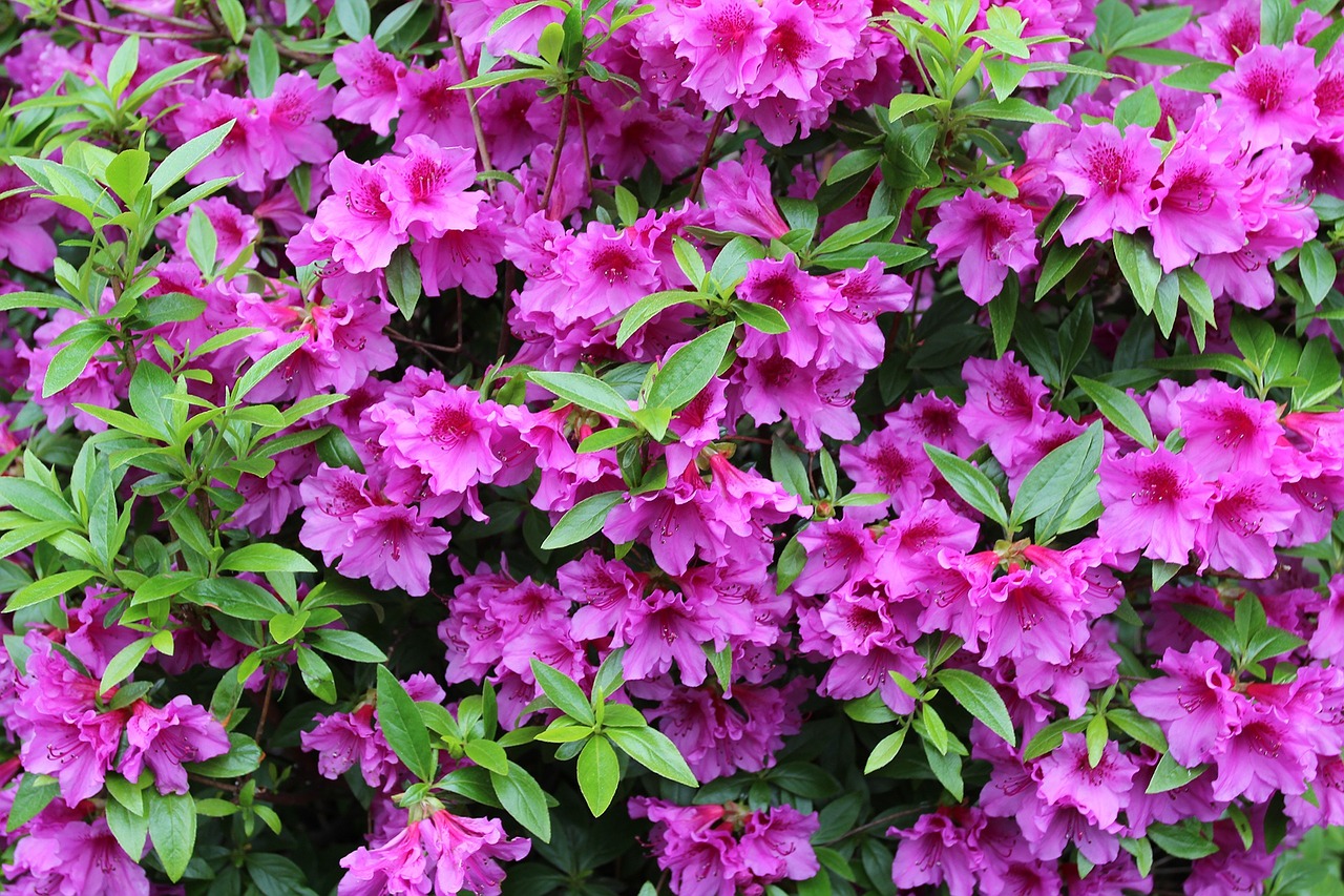 azalea flower shrub free photo