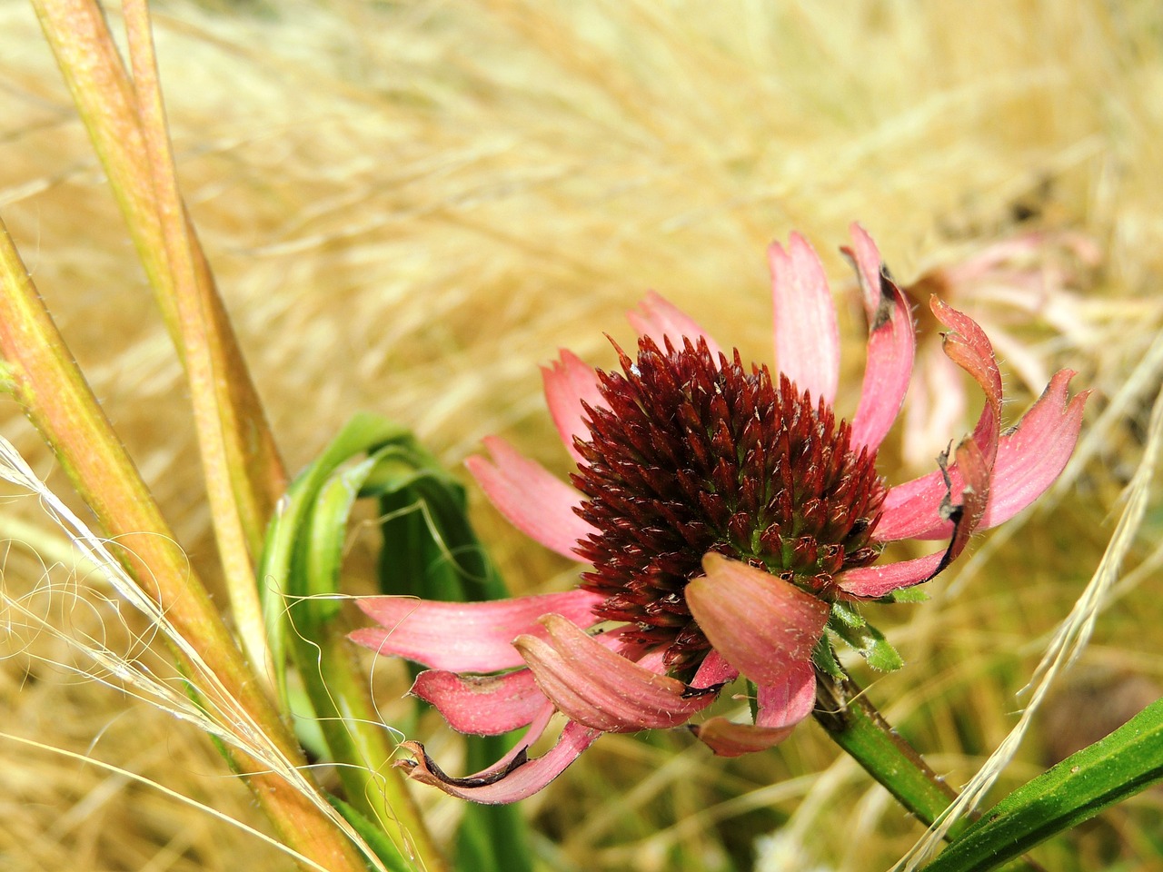 flower blossom bloom free photo