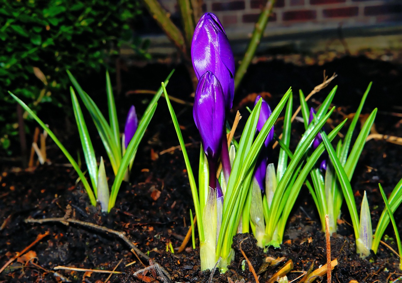 crocus flower blossom free photo