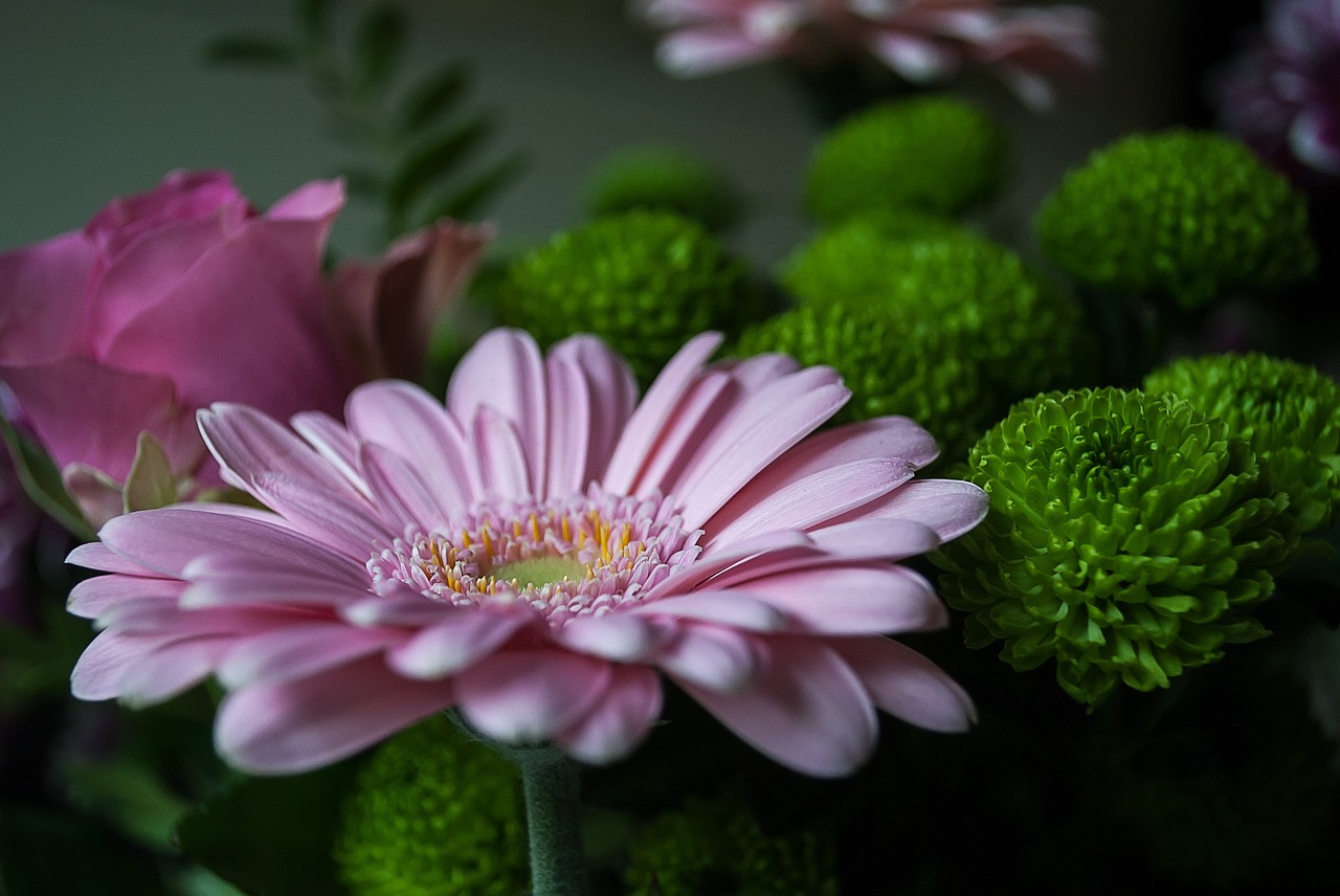 flower margriet flowers free photo