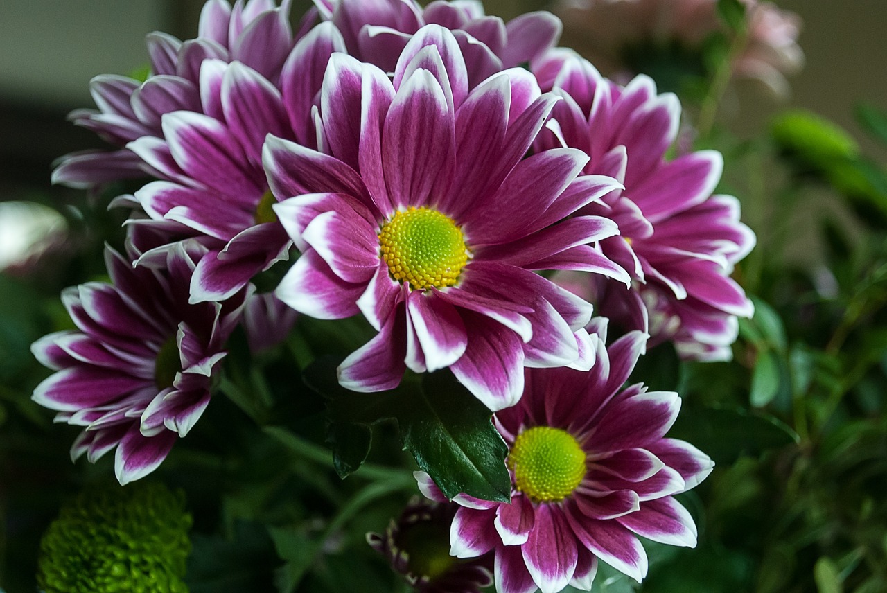 flower margriet nature free photo