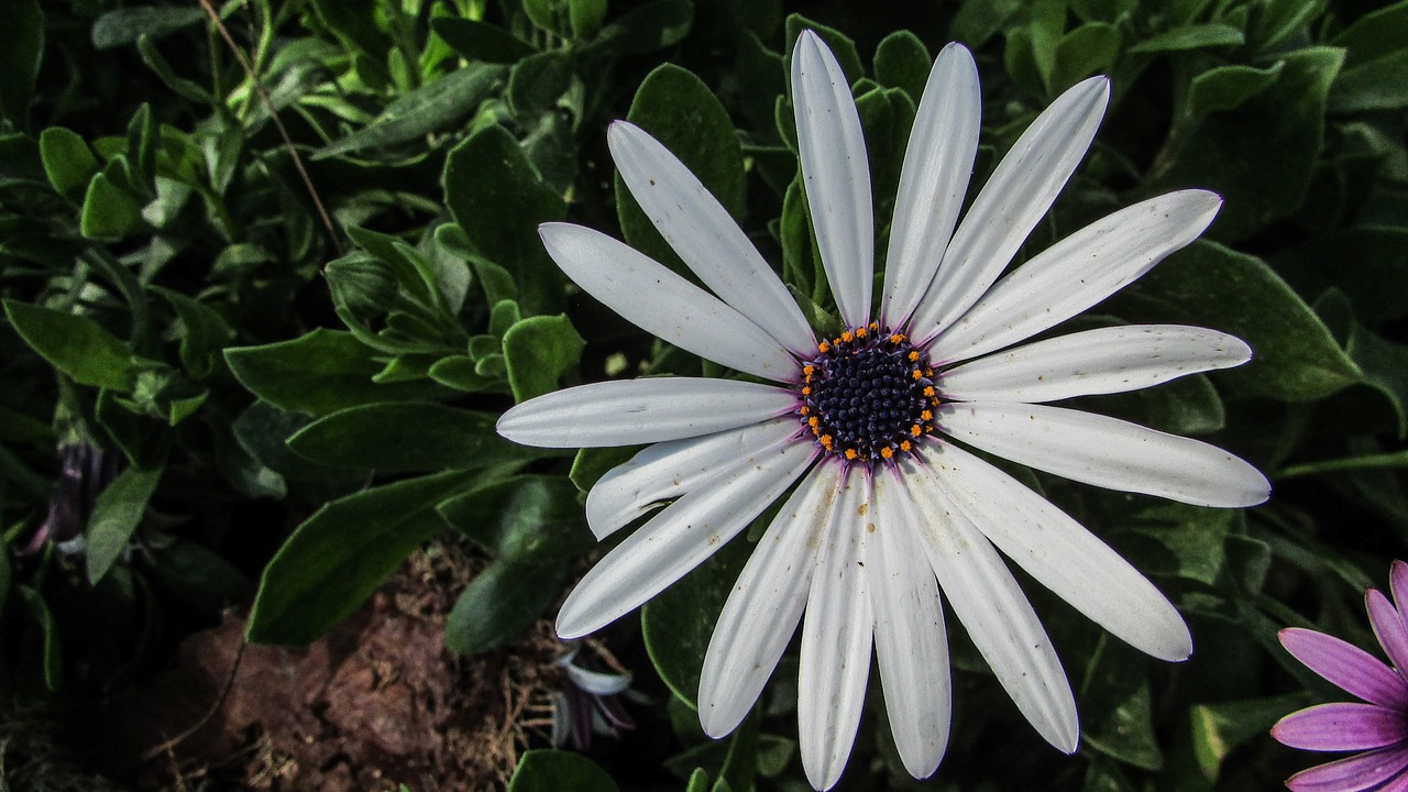 flower daisy floral free photo