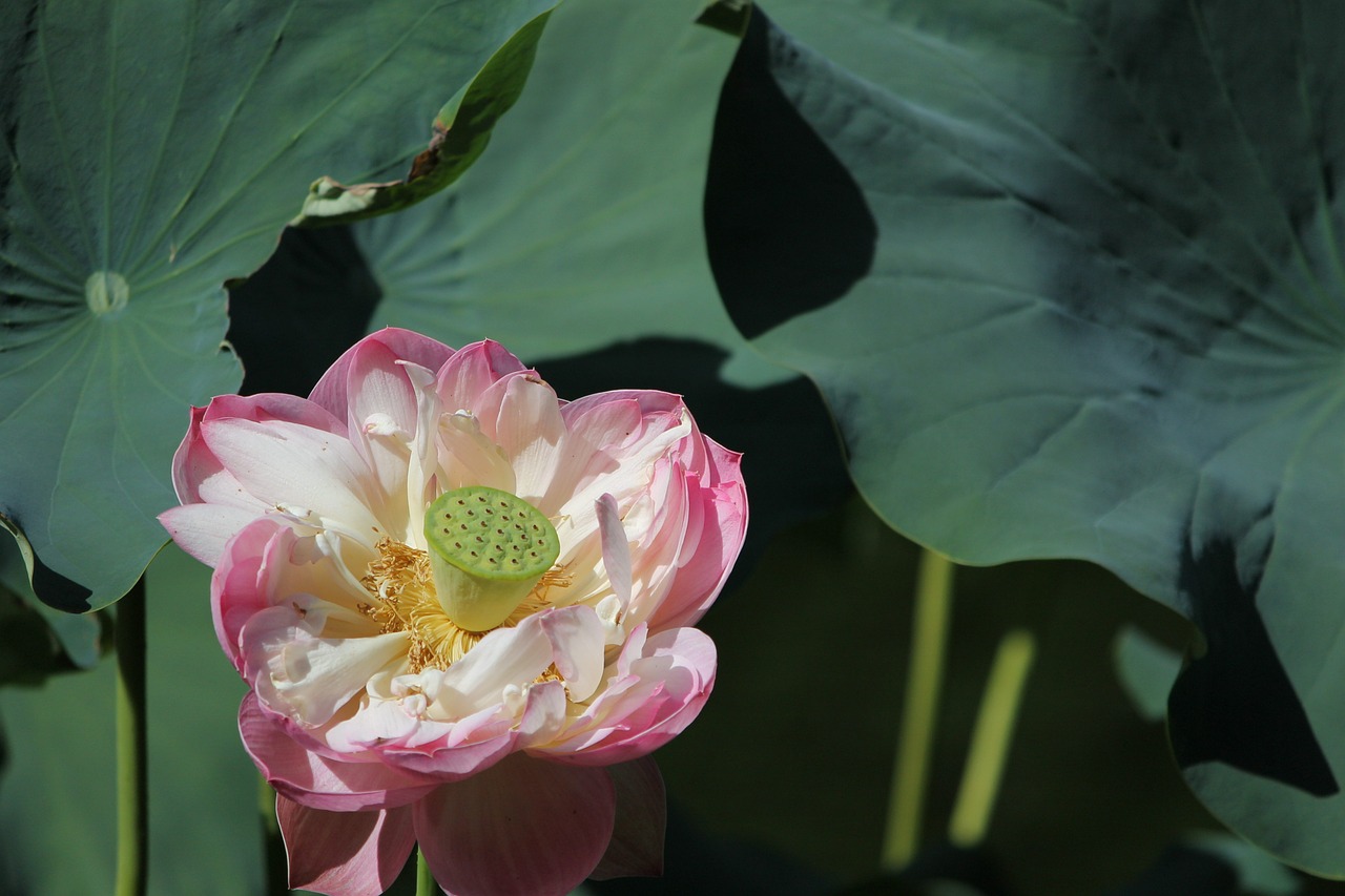 flower lotus lotus flower free photo