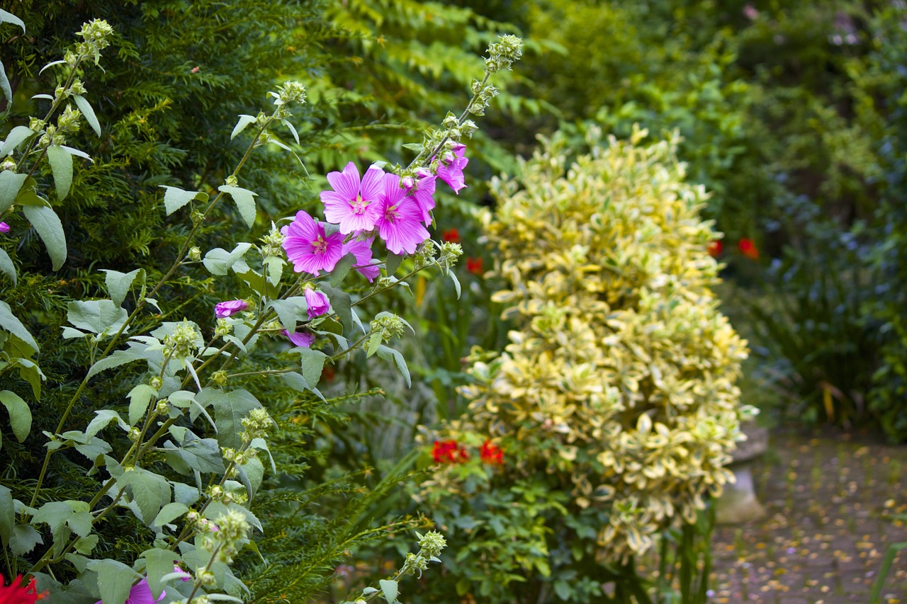 flower plant garden free photo