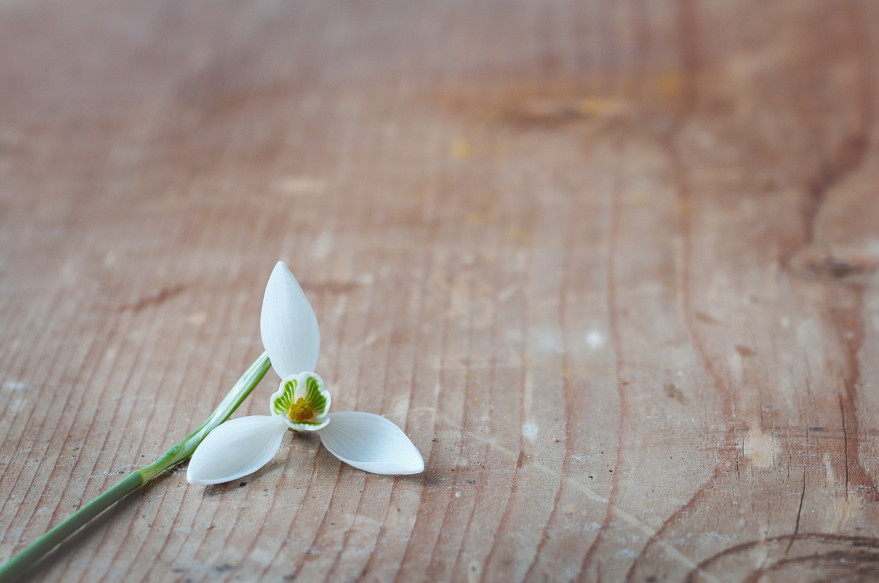 flower snowdrop alone free photo