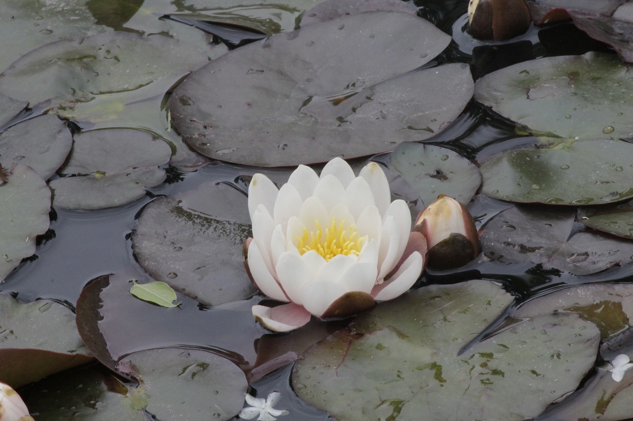 flower white water lily free photo
