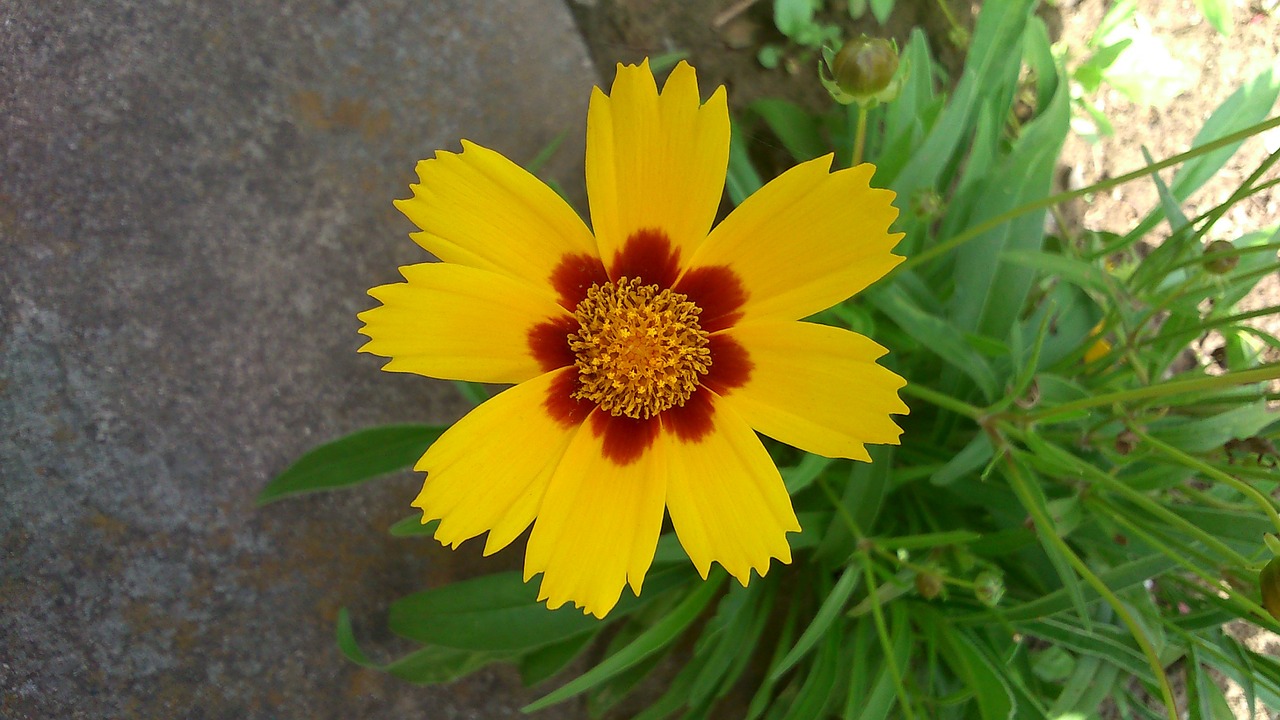 flower yellow spring free photo