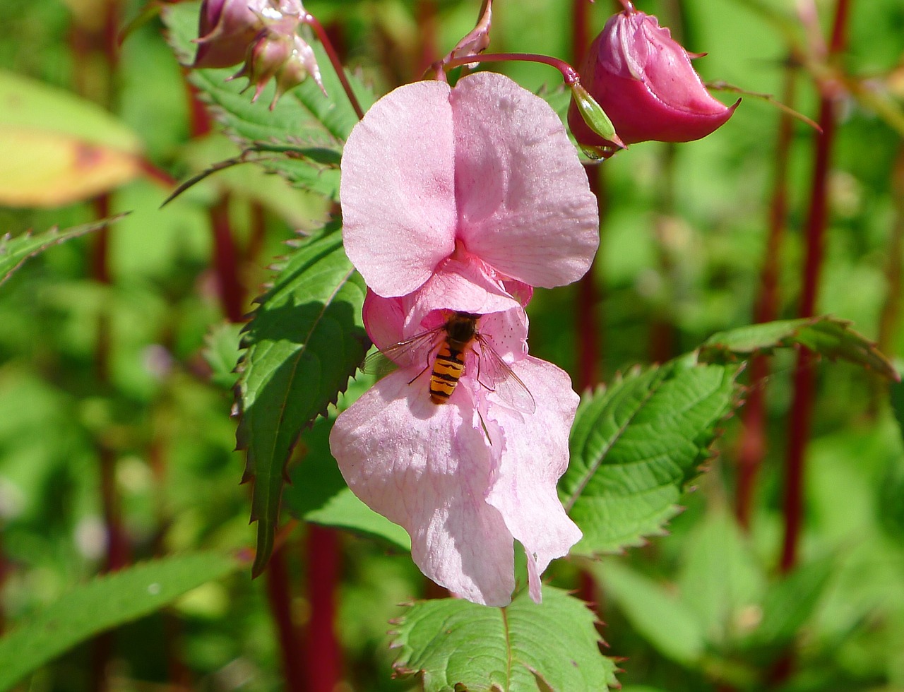 flower blossom bloom free photo