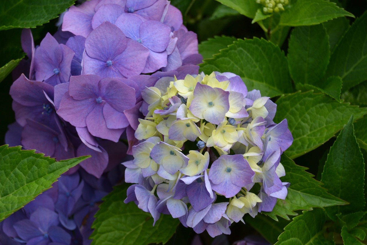 hydrangea flower violet free photo