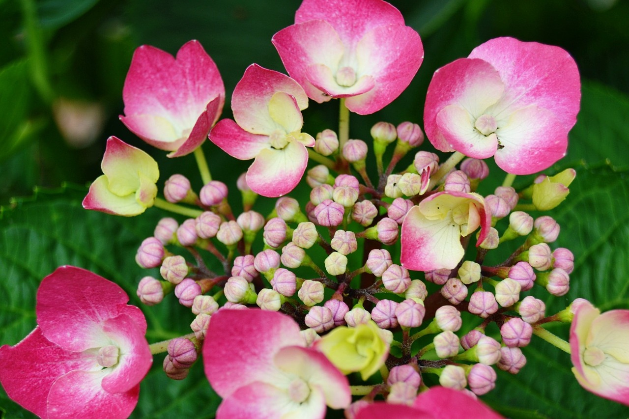 hydrangea flower bud free photo