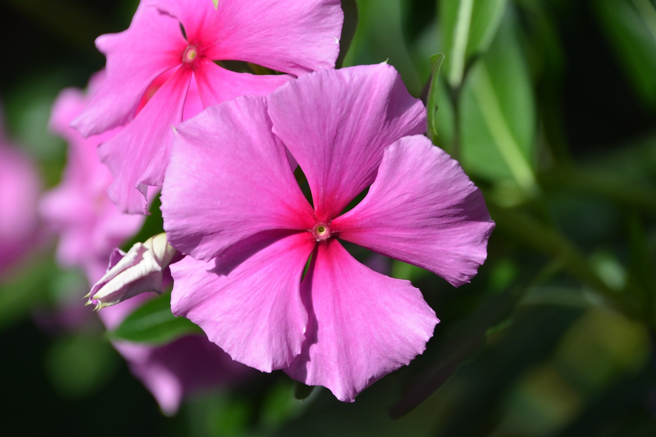 jamaican vinca periwinkle pink flower free photo