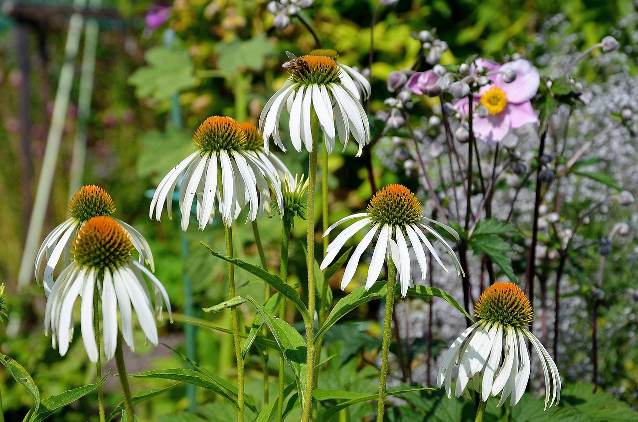 flower white flowers free photo