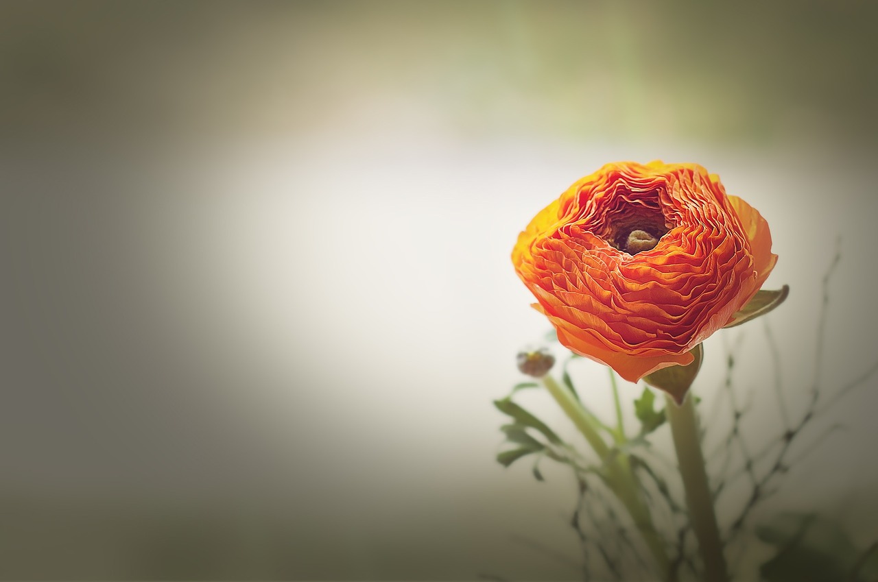 flower ranunculus orange free photo