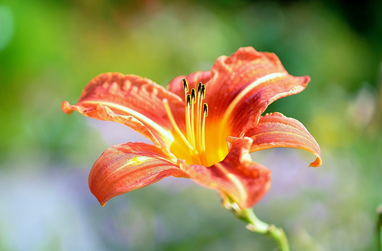 flower red flowers free photo