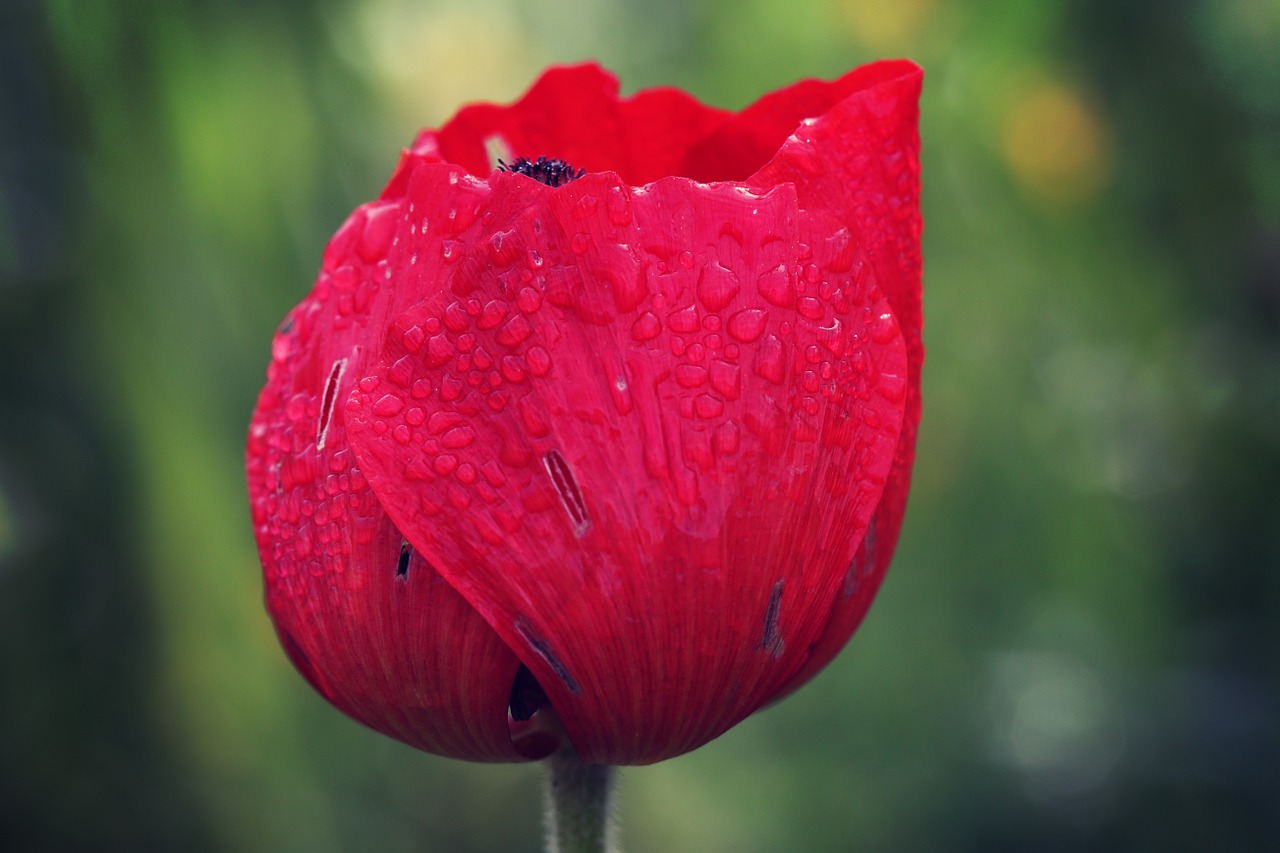 poppy flower spring free photo