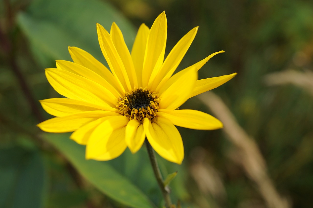 flower yellow plant free photo