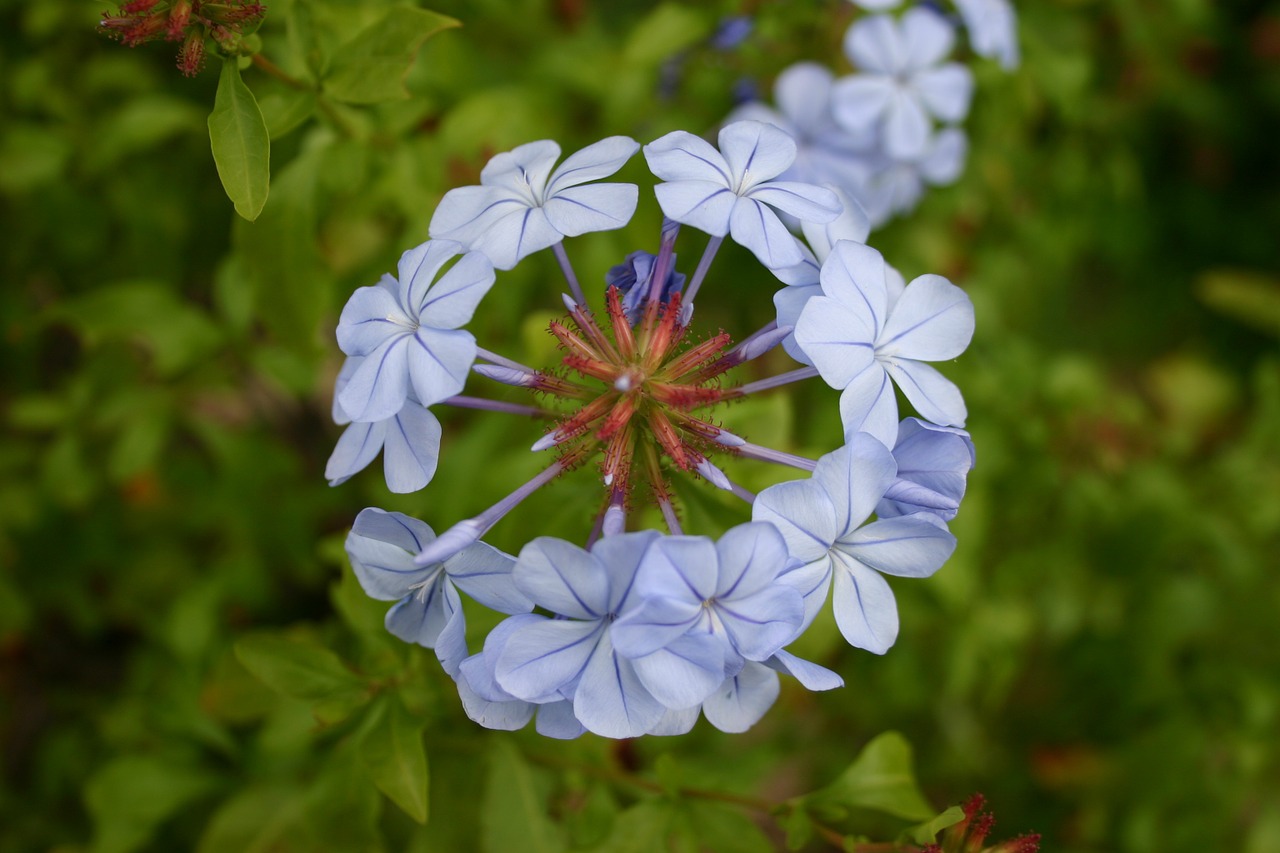 plumbago flower blue free photo