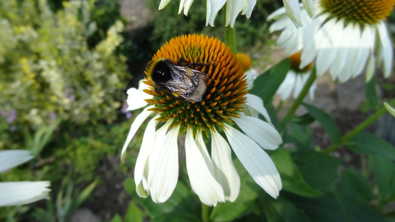 flower hummel insect free photo