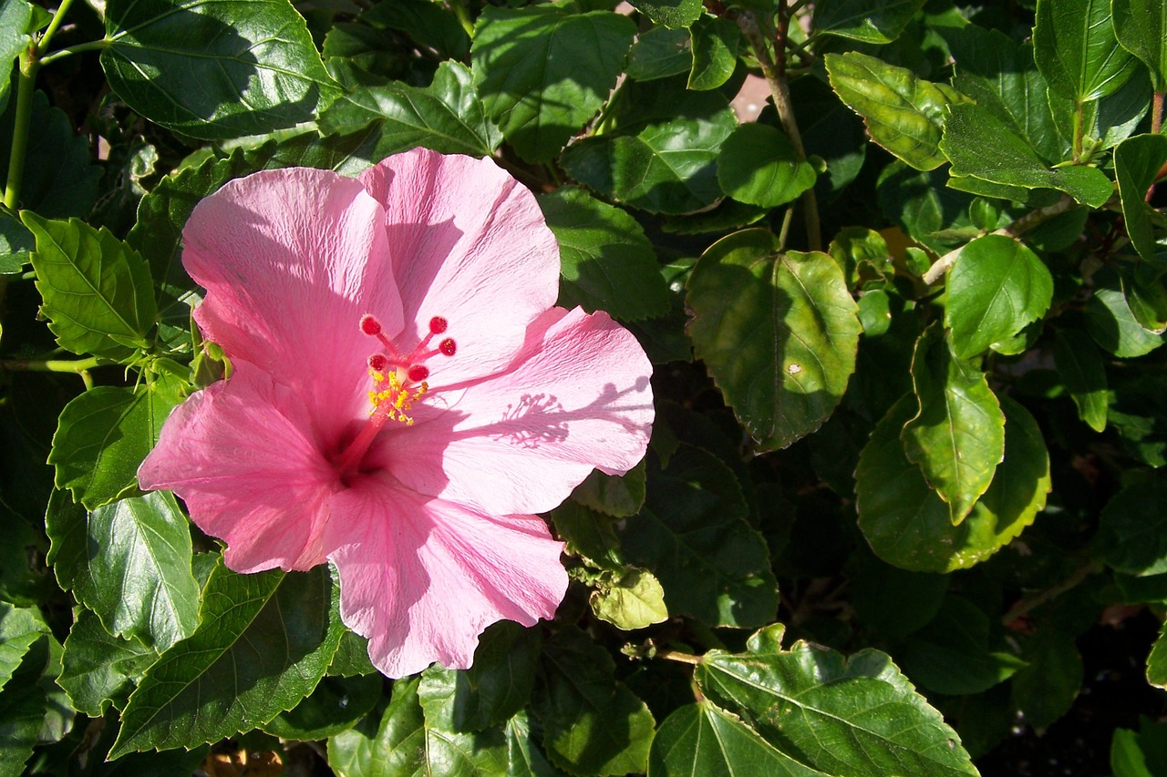 flower hibiscus nature free photo