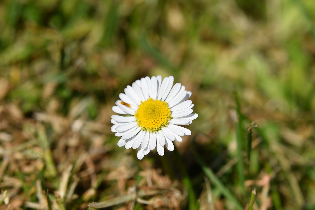 flower daisy spring free photo