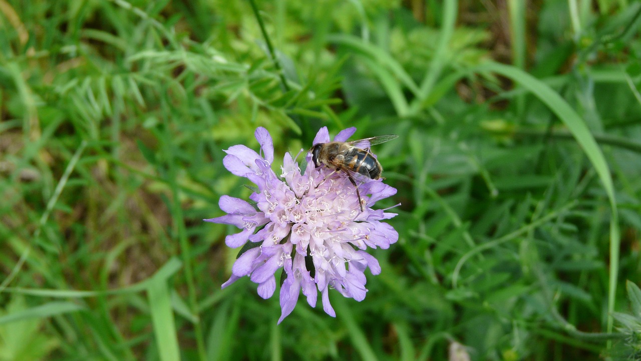 flower bee insects free photo